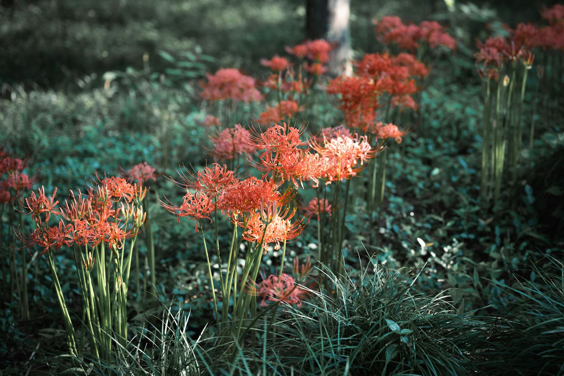 2025-12-22 日記 - 会議と在宅勤務、今日は曇り空で、ちょっと肌寒い…。